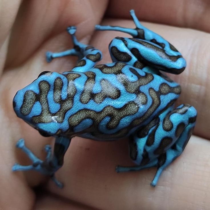 a blue and black poison dart frog